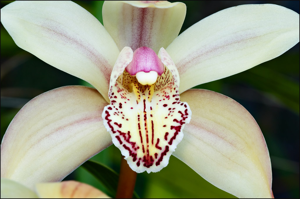 Cymbidium Orchid